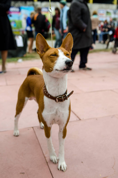 Σκύλου Μπασέντζι σε ένα λουρί. Πορτραίτο - Φωτογραφία, εικόνα