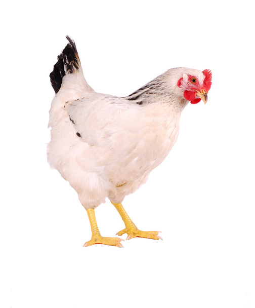 Hen isolated on white. - Foto, afbeelding