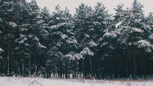 Zima w lesie sosnowym ośnieżonych choinek - Materiał filmowy, wideo