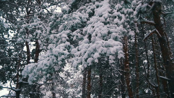 Śnieg pada z gałęzi Ośnieżona Choinka w zimowy dzień. Zwolnionym tempie - Materiał filmowy, wideo
