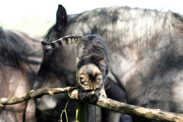 Lindo gato tabby jugar con caballos viejos en la valla de corral
 - Foto, imagen