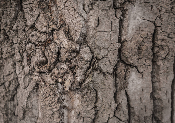 bark tree texture - Foto, afbeelding