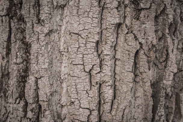 bark tree texture - Photo, image