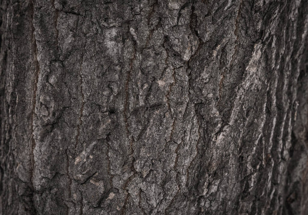 bark tree texture - Foto, afbeelding