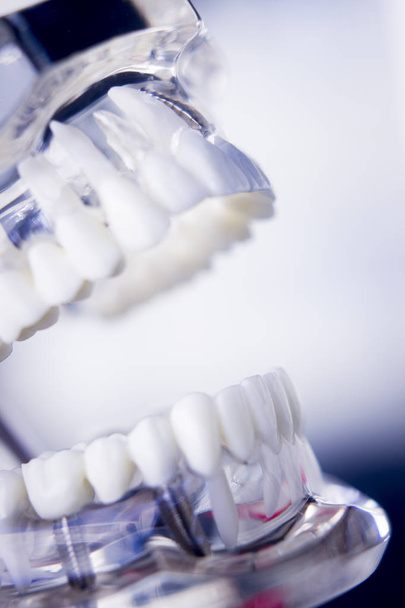 Dentistas modelo de dientes dentales
 - Foto, Imagen