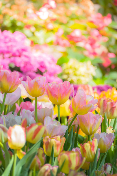 Tulip. Beautiful bouquet of tulips. colorful tulips. - Foto, Imagen