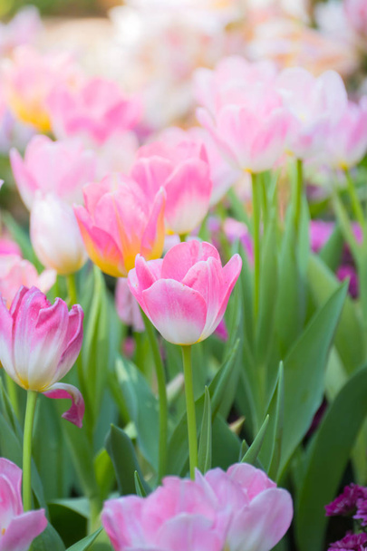 Tulip. Beautiful bouquet of tulips. colorful tulips. - Fotoğraf, Görsel