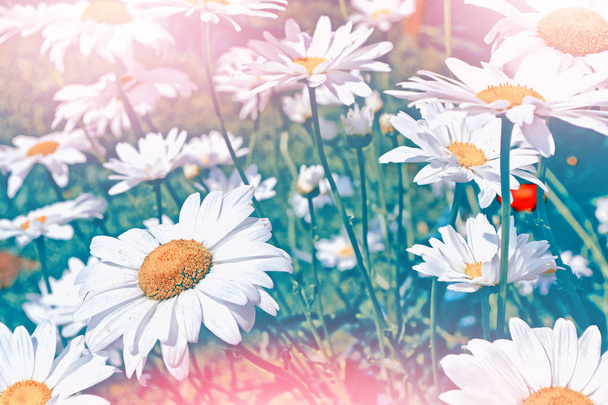 Flores de margarita blanca brillante sobre un fondo de la landsca de verano
 - Foto, imagen