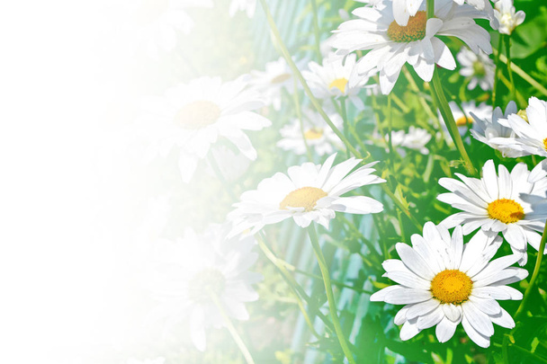 Parlak papatya çiçekler yaz landsca bir arka plan üzerinde beyaz - Fotoğraf, Görsel