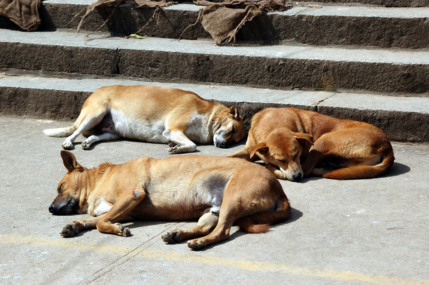 Street Dogs - Fotografie, Obrázek