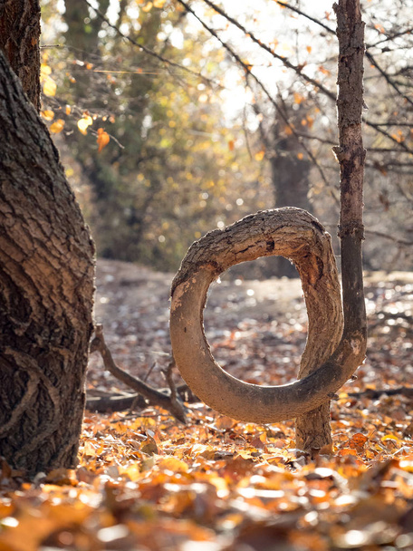 Árbol doblado en el bosque en otoño
 - Foto, imagen
