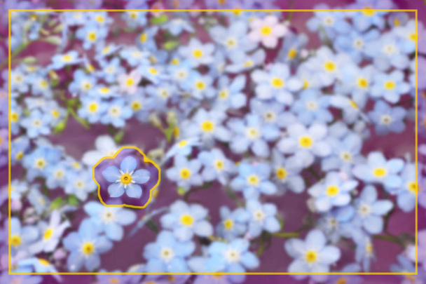 Forget-Me-Not With Border - Photo, Image