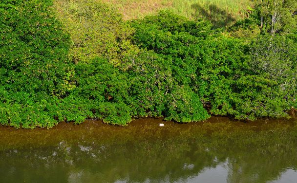 Sok fák Mahebourg, Mauritius folyó jelenet. - Fotó, kép