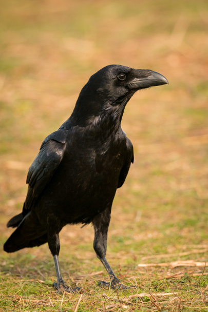 Bellissimo corvo nero
 - Foto, immagini