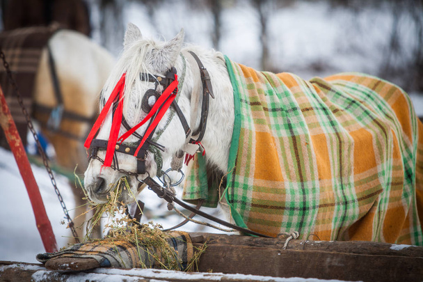 Paard bedekt door een deken, eten hooi - Foto, afbeelding