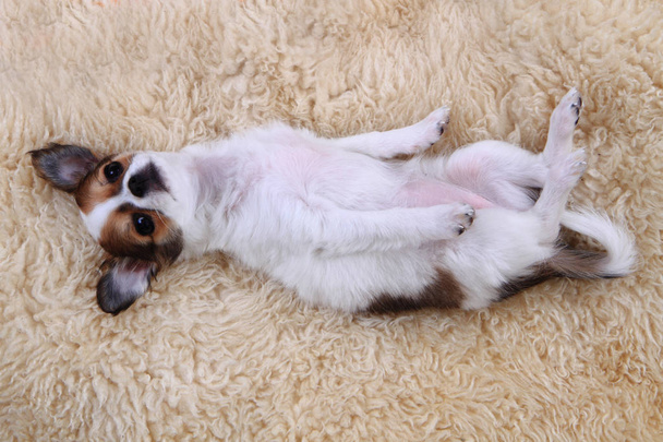 Mały chihuahua szczeniak jest w stanie spoczynku - Zdjęcie, obraz