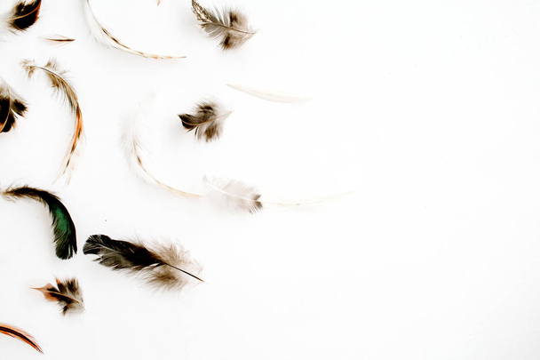Bird feathers pattern - Photo, Image