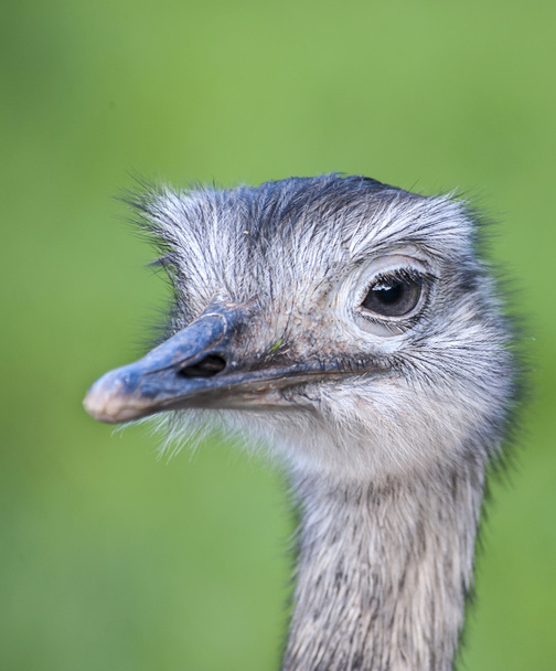 Close up of a Greater Rhea - Photo, Image