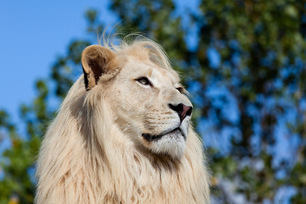 Portrait de tête de lion blanc contre les arbres
 - Photo, image
