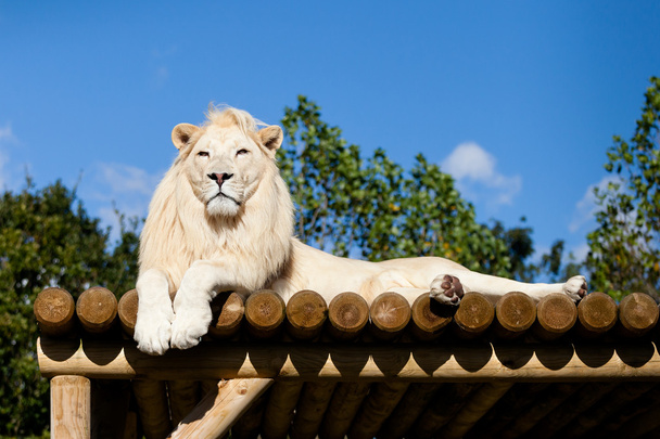 León blanco acostado en la plataforma de madera al sol
 - Foto, imagen