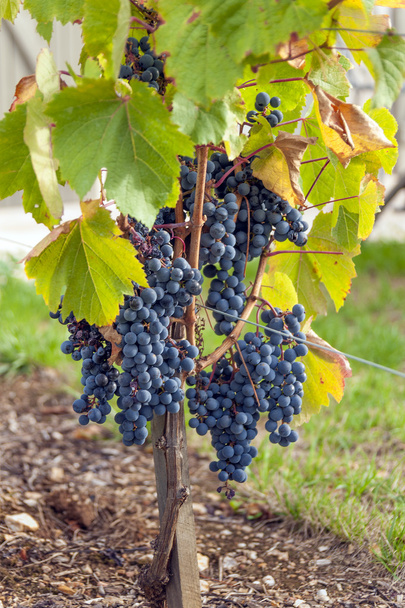 Виноград на лозі
 - Фото, зображення