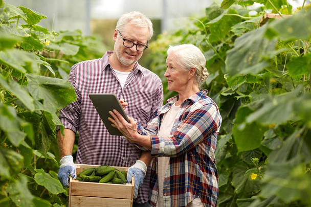 senior couple with cucumbers and tablet pc on farm - Foto, imagen