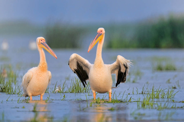 Pelikan suda yürümek demet - Fotoğraf, Görsel