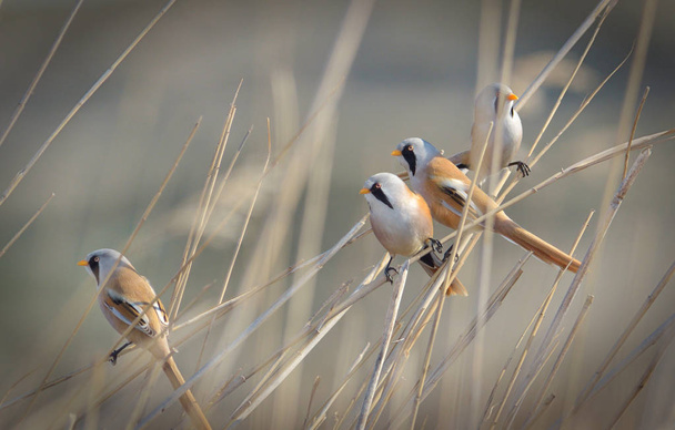 Small birds on tallgrass stalks - 写真・画像
