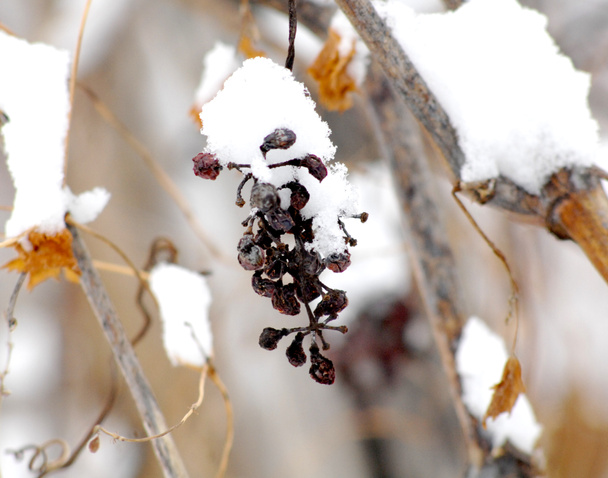 obraz z suchym kiść winogron w styczniu pod śniegiem - Zdjęcie, obraz
