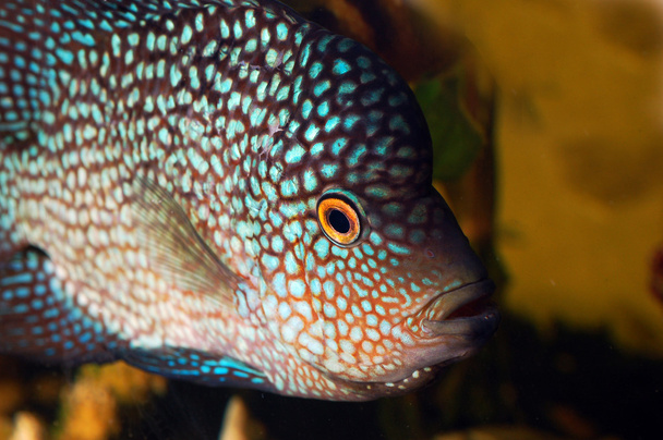 Aquarium fish - Photo, Image