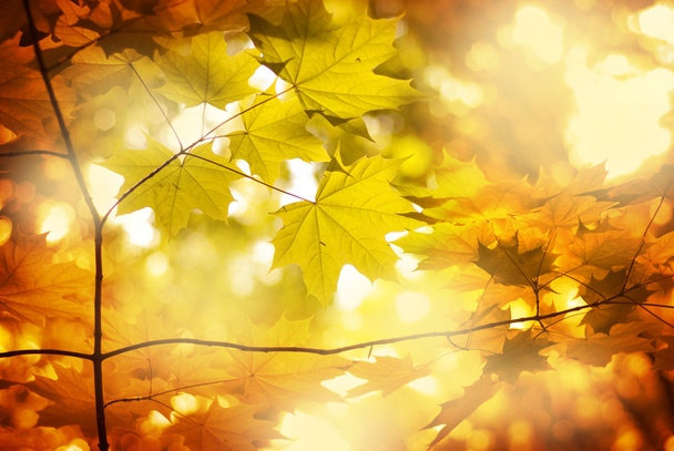 秋のオレンジの葉 - 写真・画像