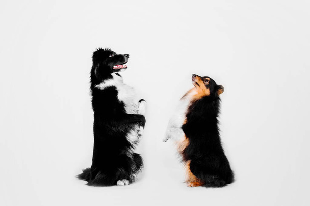 Border collie and shetland sheepdog sitting together facing each other holding up front paws on a white background - Fotó, kép