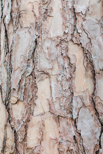 Çam ağacı dokular ve blackground - Fotoğraf, Görsel