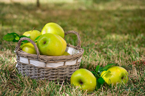 Apples in the basket - Фото, зображення