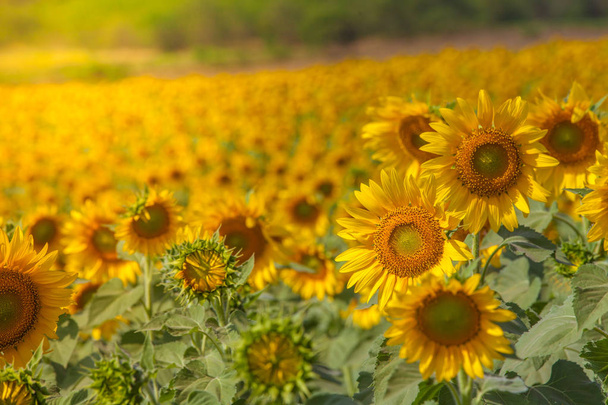 Sunflower at noon with sunflower field background - Photo, Image