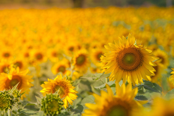 Sunflower and sky - Photo, Image