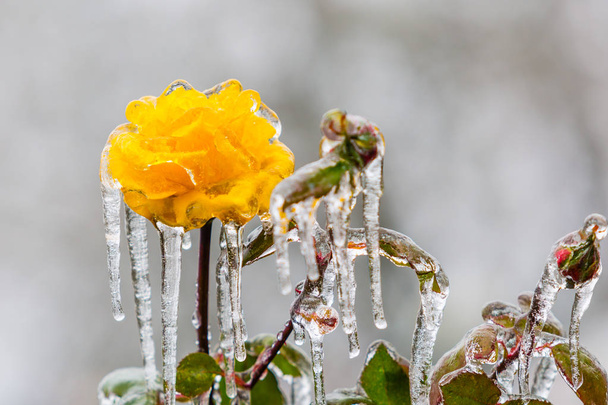 Des glaçons pendent à une rose jaune gelée recouverte de glace et enduite d'une pluie verglaçante épaisse qui est tombée lors d'une tempête de verglas dévastatrice à Eugène, en Oregon
. - Photo, image