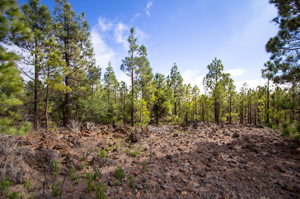 Canarian pine forest - Photo, Image