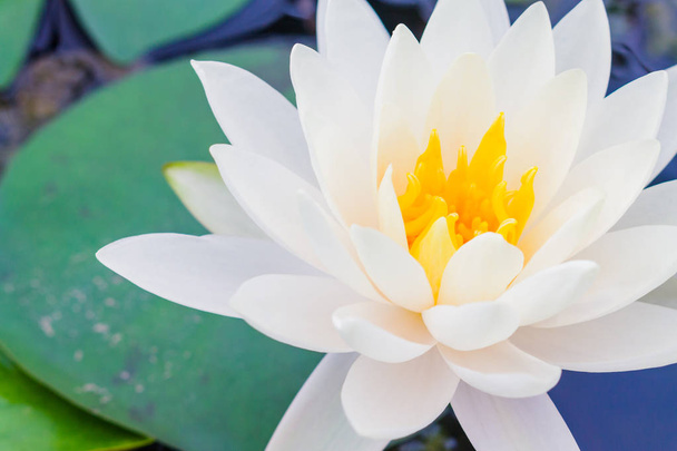 Güzel Lotus çiçekleri kapatın - Fotoğraf, Görsel