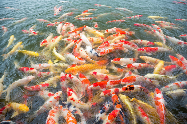 Sok Koi hal a tóban - Fotó, kép