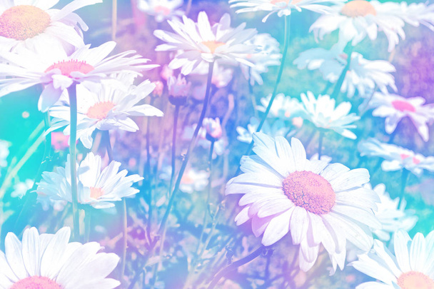 White bright daisy flowers on a background of the summer landsca - Photo, Image