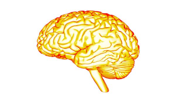 人間の脳の 3 d レンダリング - 写真・画像