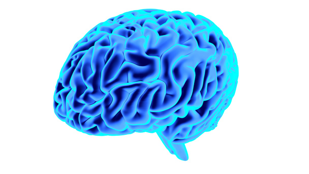 Menselijk brein 3d render - Foto, afbeelding