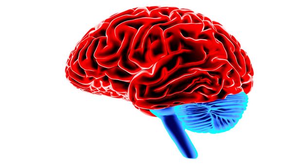 Lidský mozek 3d vykreslení - Fotografie, Obrázek