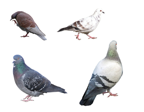 Ensemble de pigeons
 - Photo, image