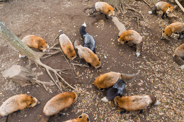Füchse fressen alle zusammen - Foto, Bild