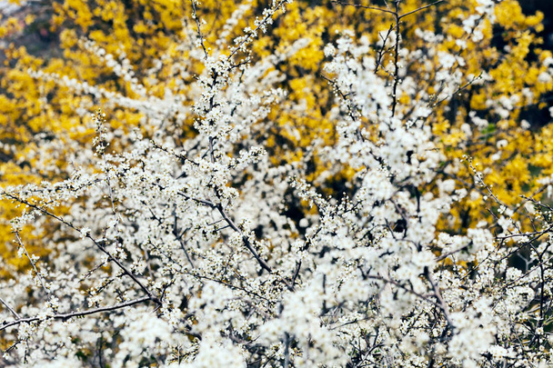 春には、メモ フィールドの浅い深さで美しい開花茂み - 写真・画像