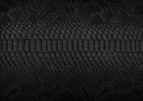 Snake skin background. Close up. - Photo, Image
