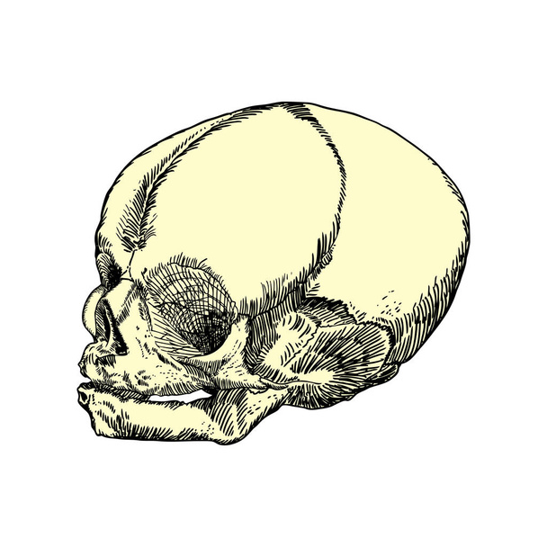 Anatomic skull sketch of youth or kid - Διάνυσμα, εικόνα