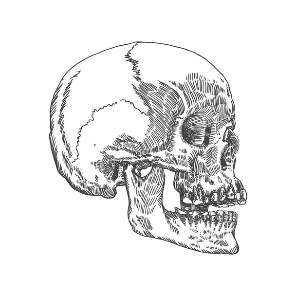 Anatomic skull hand drawn sketch - Vektör, Görsel